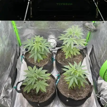 JLG Milk Bubbles & HSC Blueberry Muffin