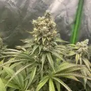 Insane OG, Gran Jefa
