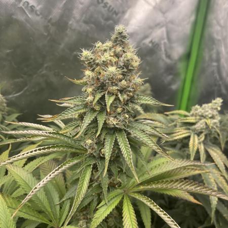 Insane OG, Gran Jefa
