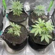 Insane OG, Gran Jefa