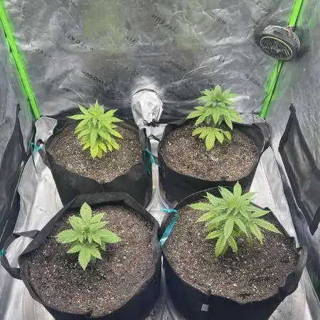 JLG Milk Bubbles & HSC Blueberry Muffin