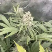 Insane OG, Gran Jefa