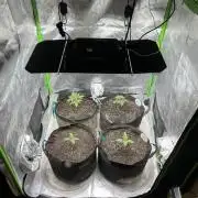 Insane OG, Gran Jefa