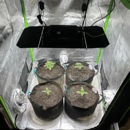 Insane OG, Gran Jefa