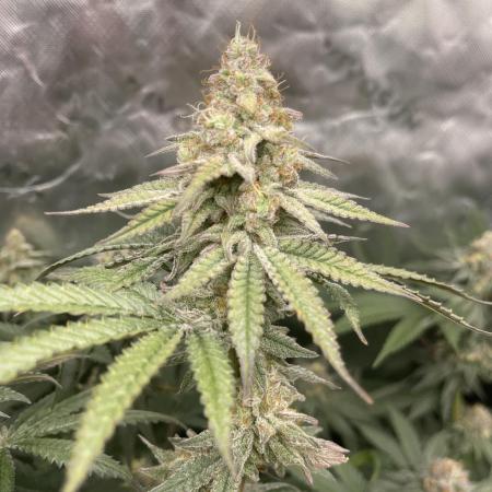 JLG Milk Bubbles & HSC Blueberry Muffin