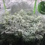 JLG Milk Bubbles & HSC Blueberry Muffin