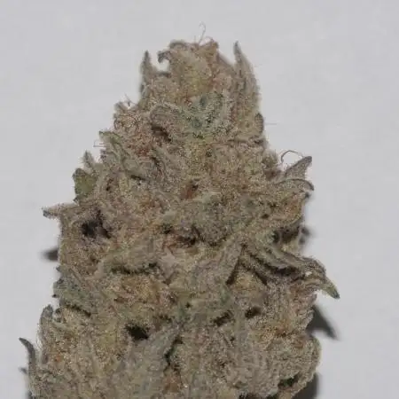 gran jefa & blueberry cupcake