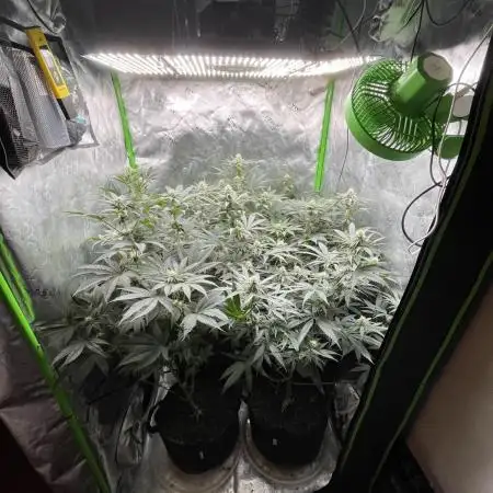 JLG Milk Bubbles & HSC Blueberry Muffin