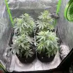 JLG Milk Bubbles & HSC Blueberry Muffin
