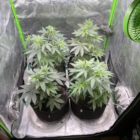 JLG Milk Bubbles & HSC Blueberry Muffin