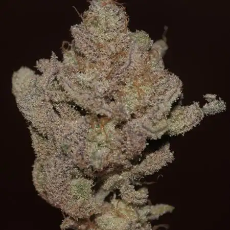 Blueberry cupcake & Purple Ghost Candy