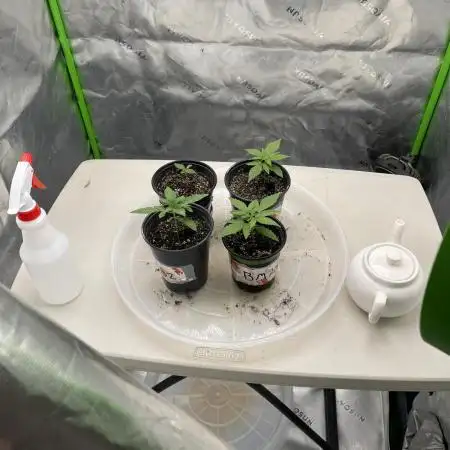 JLG Milk Bubbles & HSC Blueberry Muffin