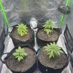 JLG Milk Bubbles & HSC Blueberry Muffin