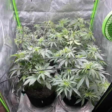 JLG Milk Bubbles & HSC Blueberry Muffin