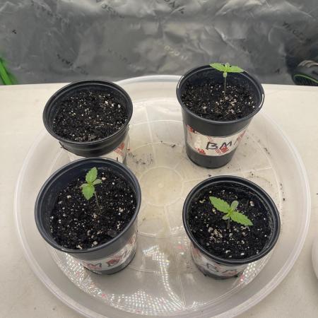 JLG Milk Bubbles & HSC Blueberry Muffin