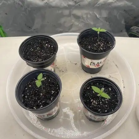 JLG Milk Bubbles & HSC Blueberry Muffin