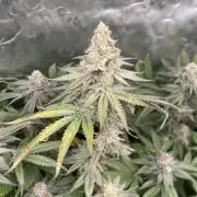 JLG Milk Bubbles & HSC Blueberry Muffin