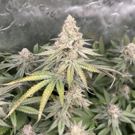 JLG Milk Bubbles & HSC Blueberry Muffin