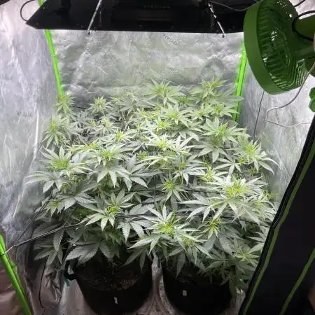 JLG Milk Bubbles & HSC Blueberry Muffin