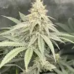 JLG Milk Bubbles & HSC Blueberry Muffin