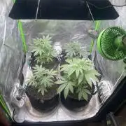 Insane OG, Gran Jefa