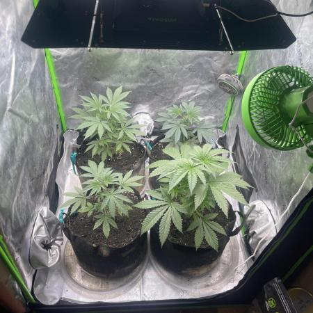 Insane OG, Gran Jefa