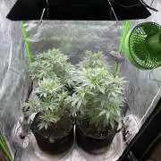 Insane OG, Gran Jefa