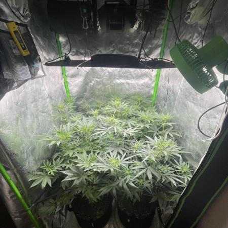 JLG Milk Bubbles & HSC Blueberry Muffin