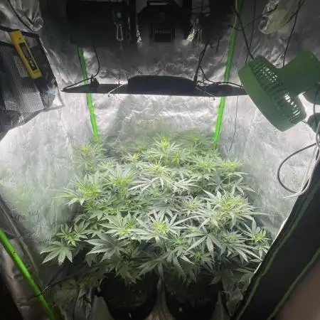 JLG Milk Bubbles & HSC Blueberry Muffin