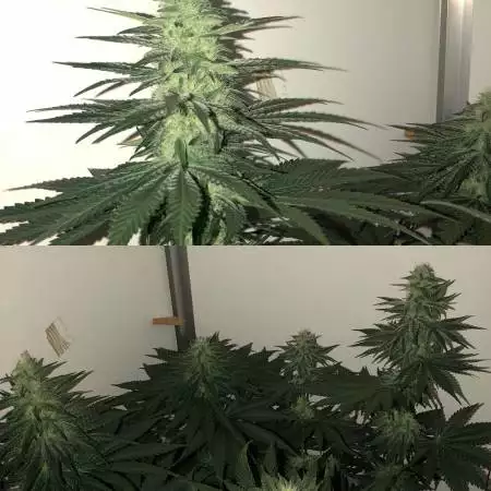 Bruce  by hy seeds