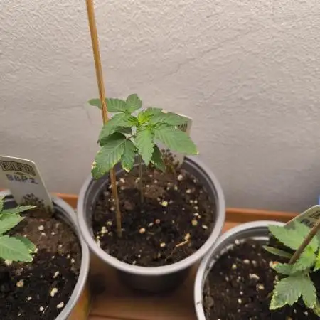 Blueberry Pie F1 2026