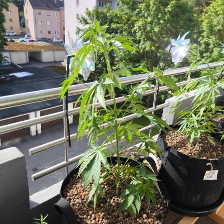 Blueberry Pie F1 2026