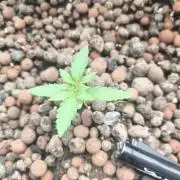 Hubbabubba Haze 2026