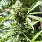 Hubbabubba Haze 2026