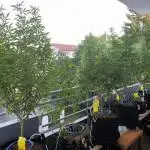 Seedsman Fast Season