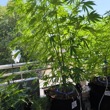 Blueberry Pie F1 2026