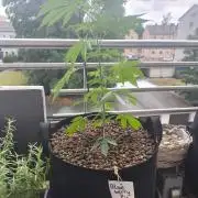 Blueberry Pie F1 2026