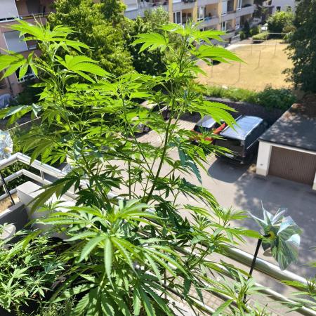 Blueberry Pie F1 2026