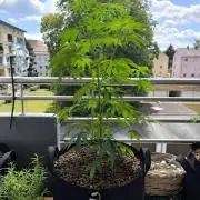 Blueberry Pie F1 2026