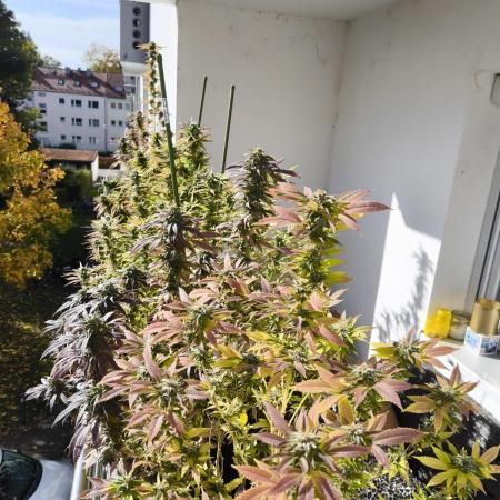 the green balcony 2024