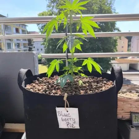 Blueberry Pie F1 2026