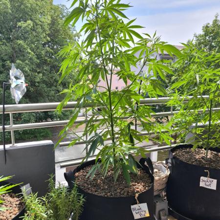 Blueberry Pie F1 2026