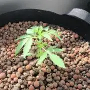Hubbabubba Haze 2026