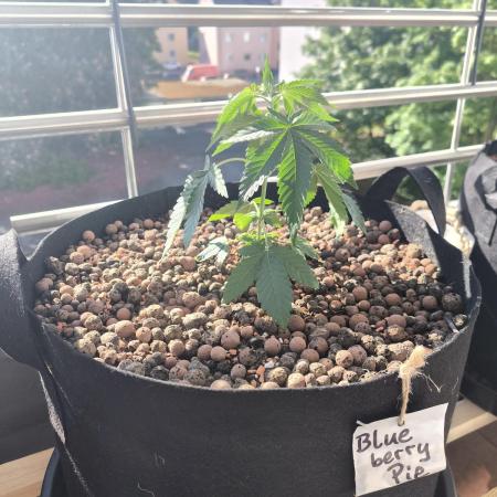 Blueberry Pie F1 2026
