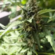 Hubbabubba Haze 2026