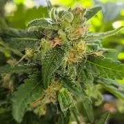 Hubbabubba Haze 2026