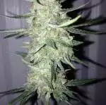 Northern lights auto first grow