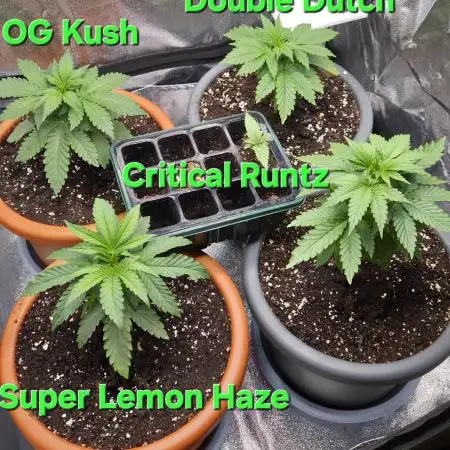 Summer Outdoor Grow