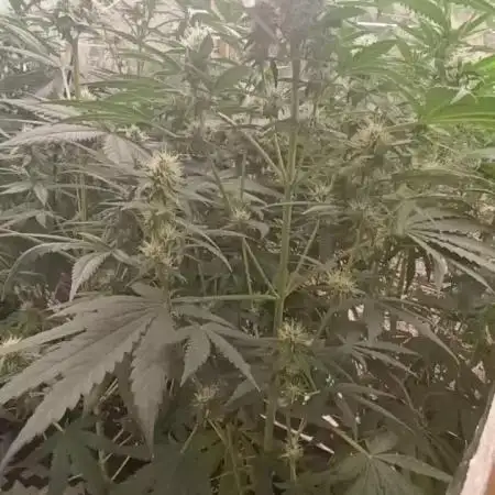 Feminized Run Strain Cherry Pie   By Korngardenshop Seeds and Dogma Organic Supersoil