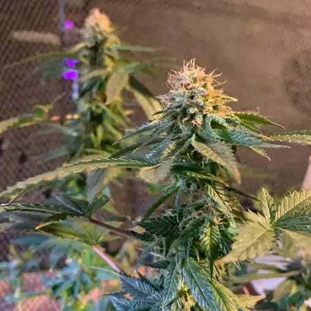 First Grow Diary